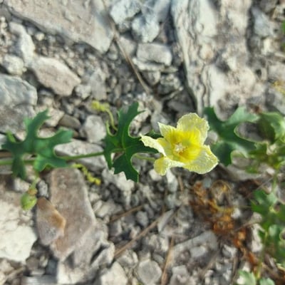 Momordica balsamina — flower
