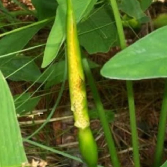 Peltandra virginica — flower