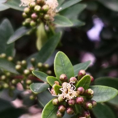 Syzygium buxifolium — flower