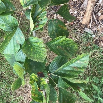 Crataegus mollis — leaf