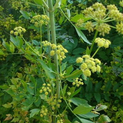 Levisticum officinale — flower