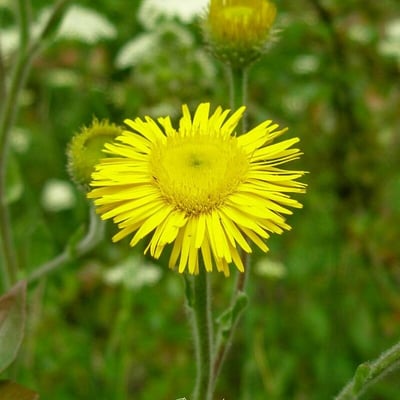 Pulicaria odora — flower
