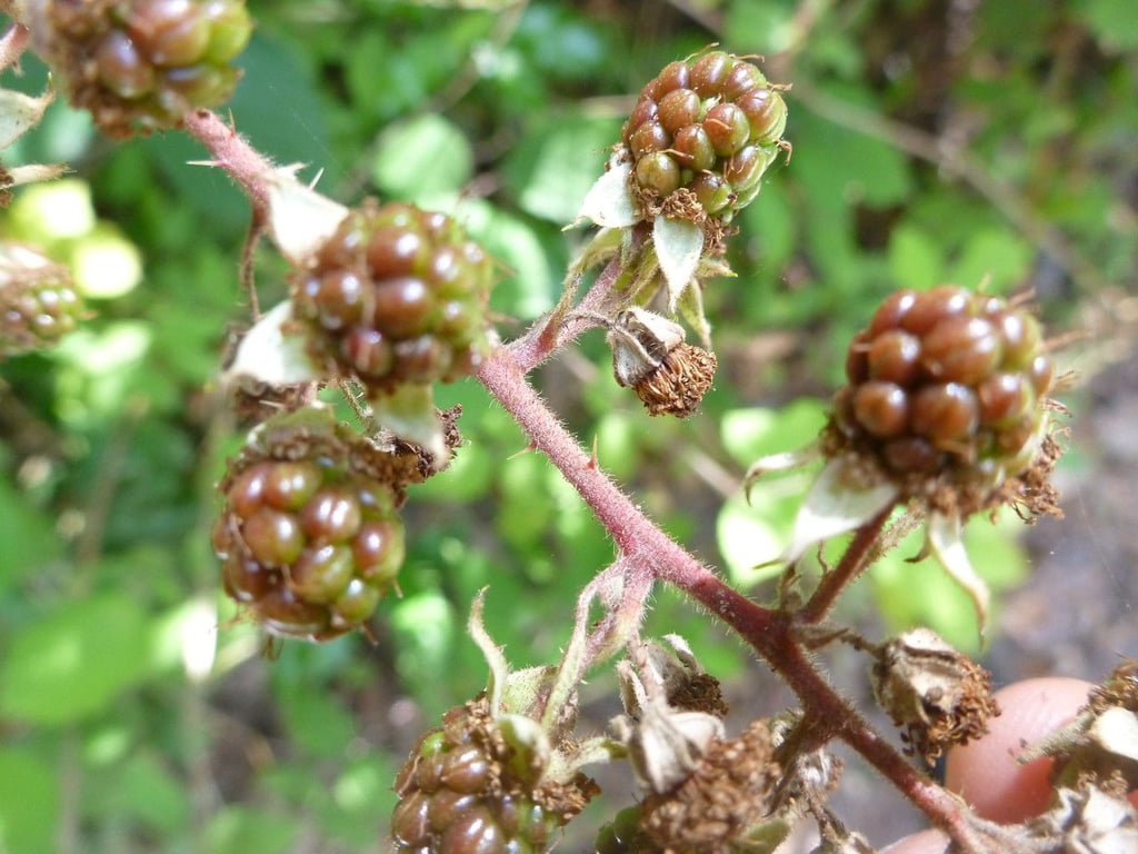Flexuose bramble