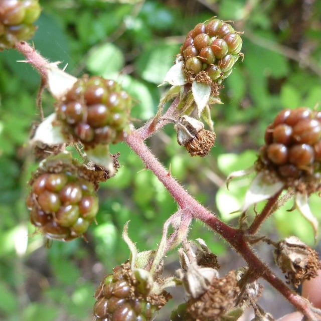 Flexuose bramble