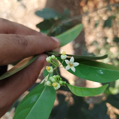 Solanum diphyllum — flower