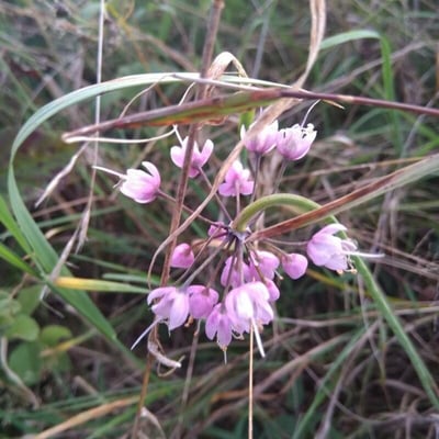 Allium cernuum — flower