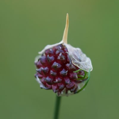 Allium vineale — flower