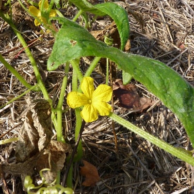 Cucumis sativus — flower