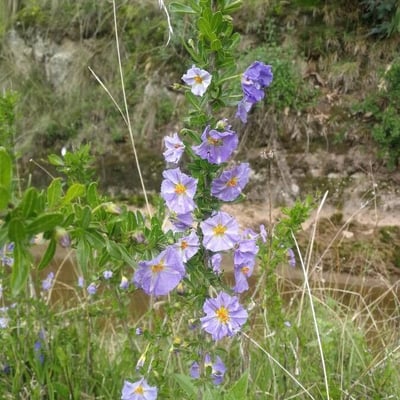 Solanum umbelliferum — flower