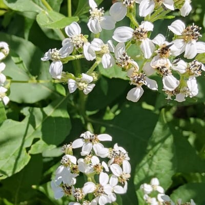Verbesina virginica — flower