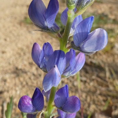 Lupinus angustifolius — flower