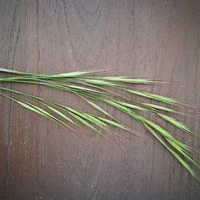 Bromus racemosus — flower