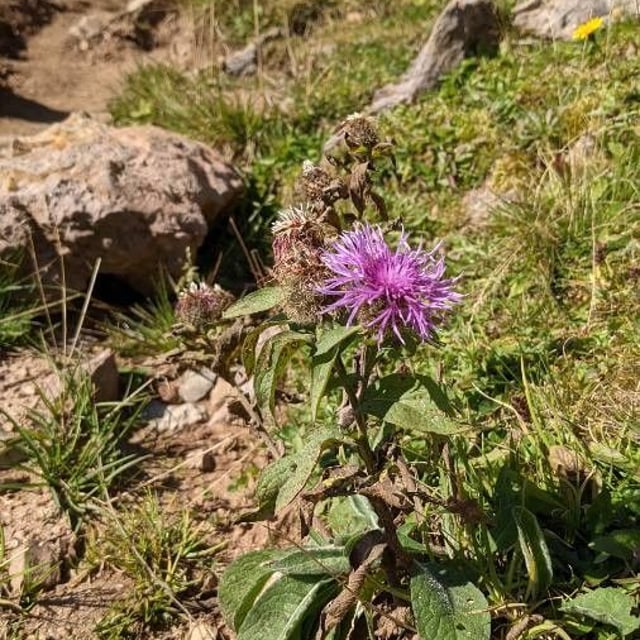 Centaurea phrygia — flower