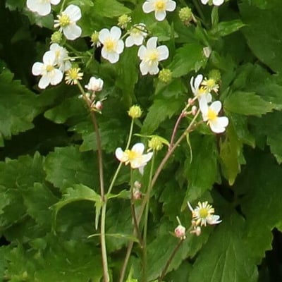 Ranunculus aconitifolius — flower