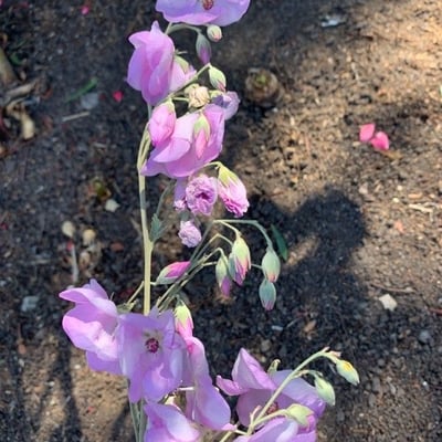 Malacothamnus fasciculatus — flower