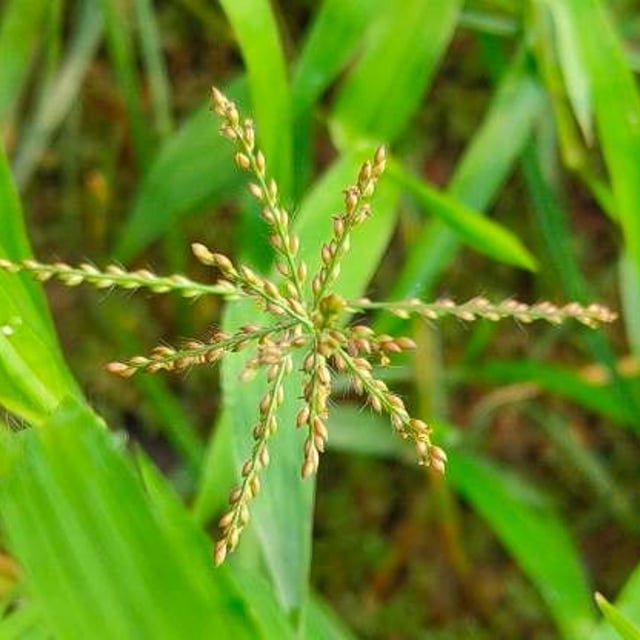 Arthraxon hispidus — flower