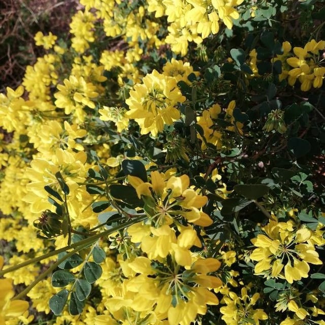 Coronilla coronata — flower