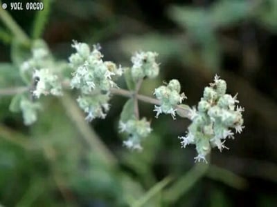 Biblical-hyssop