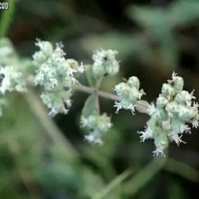 Biblical-hyssop
