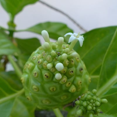Morinda citrifolia — flower