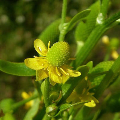 Ranunculus sceleratus — flower