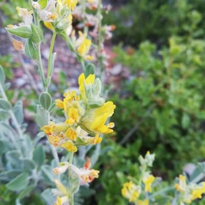 Anthyllis cytisoides — flower