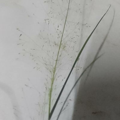 Panicum capillare — flower