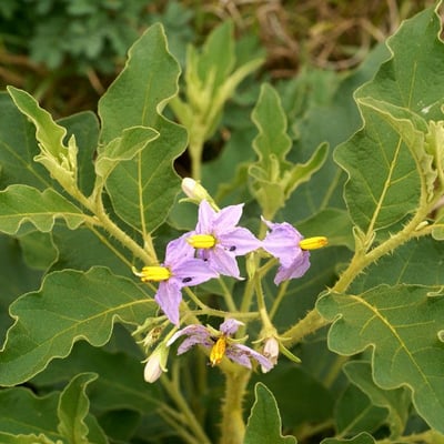 Solanum dasyphyllum — habit