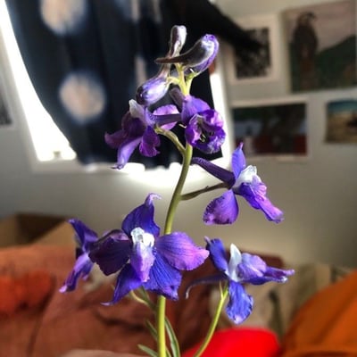 Delphinium nuttallianum — flower