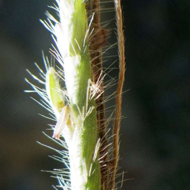 Heteropogon contortus — flower