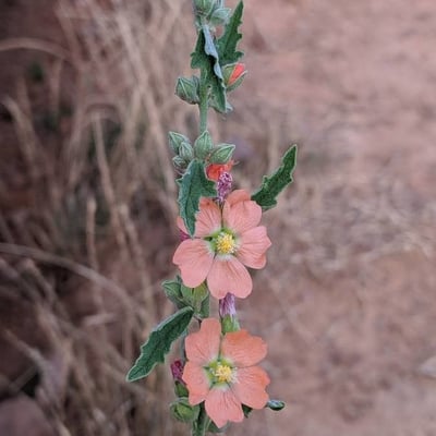 Sphaeralcea coccinea — flower