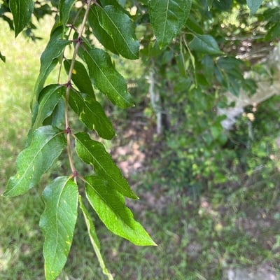 Zanthoxylum clava-herculis — leaf