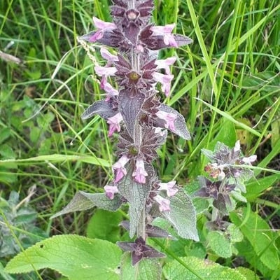 Stachys alpina — flower