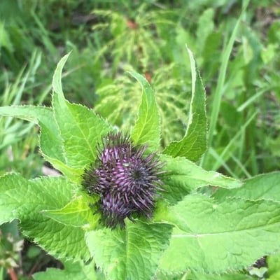 Carduus personata — flower