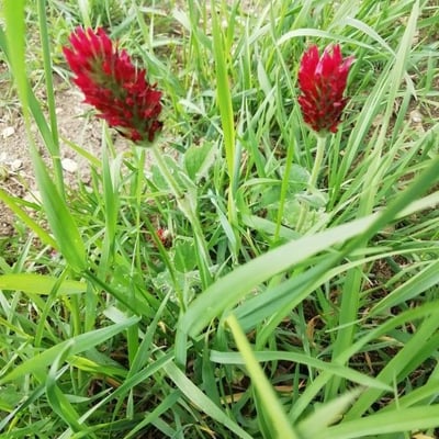Trifolium incarnatum — flower