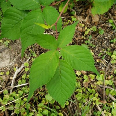 Rubus canadensis — leaf