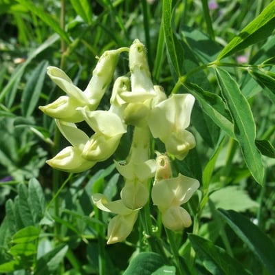 Lathyrus laevigatus — flower