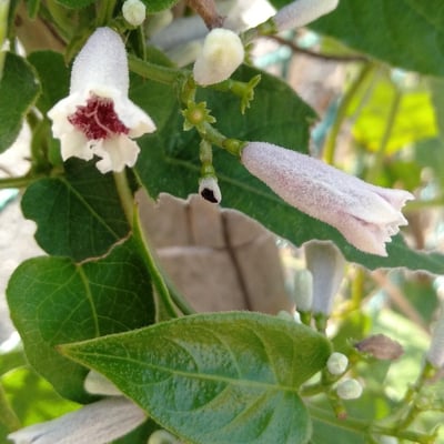 Paederia foetida — flower