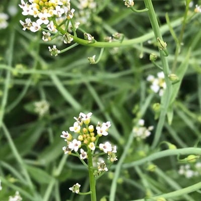 Calepina irregularis — flower