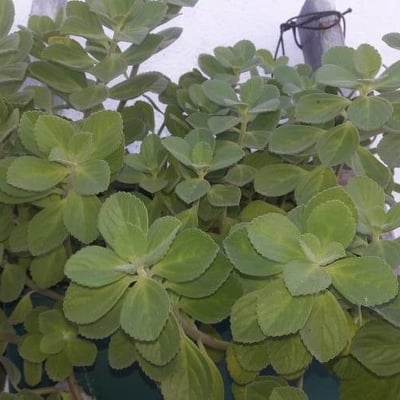 Coleus barbatus — flower