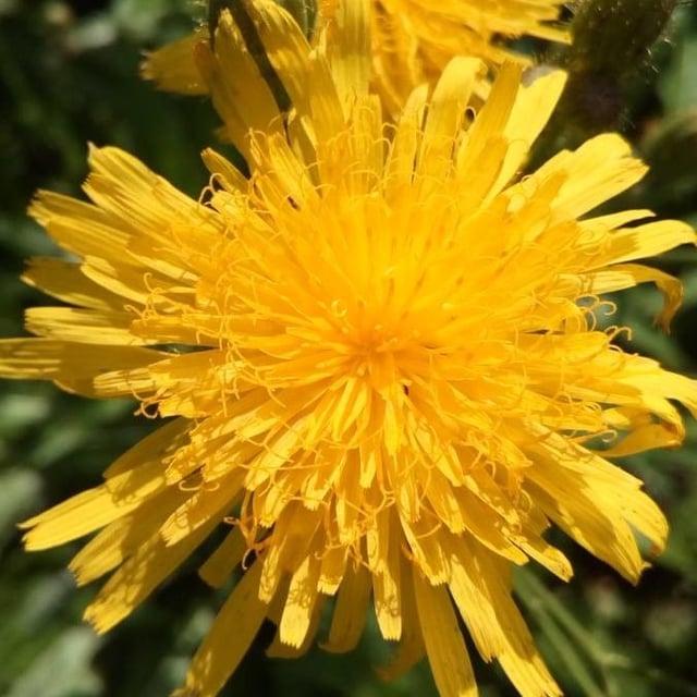 Sonchus arvensis — flower
