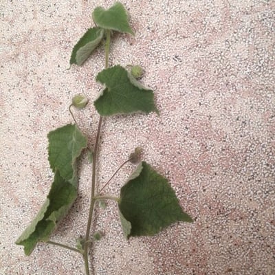 Herissantia crispa — leaf