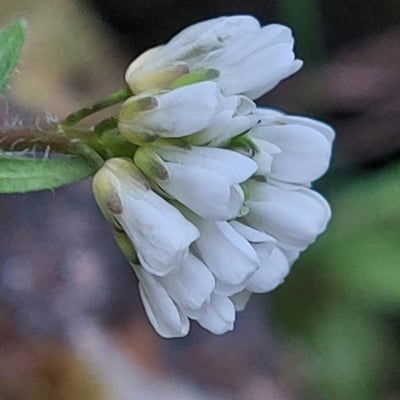 Arabis ciliata — flower
