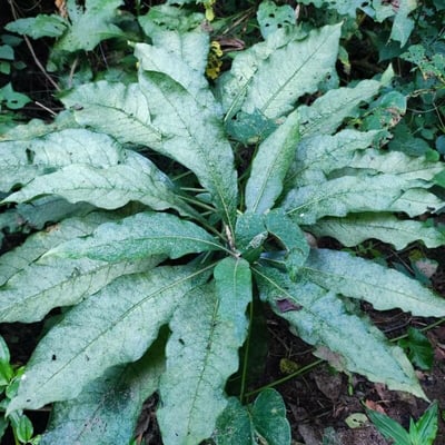 Bedfordia arborescens — leaf