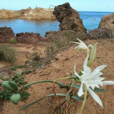 Pancratium maritimum — flower