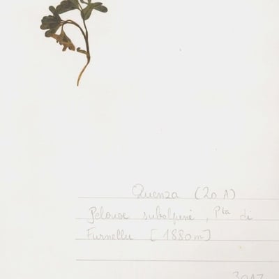 Corydalis pumila — habit