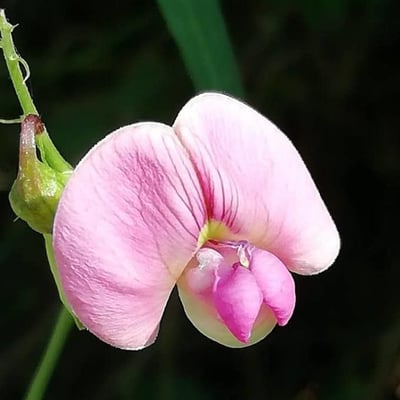 Lathyrus sylvestris — flower