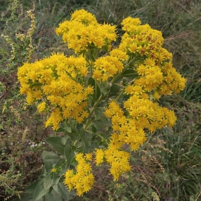 Solidago rigida — flower