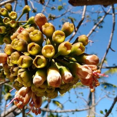 Ceiba pentandra — flower