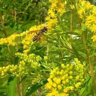 Solidago canadensis — flower